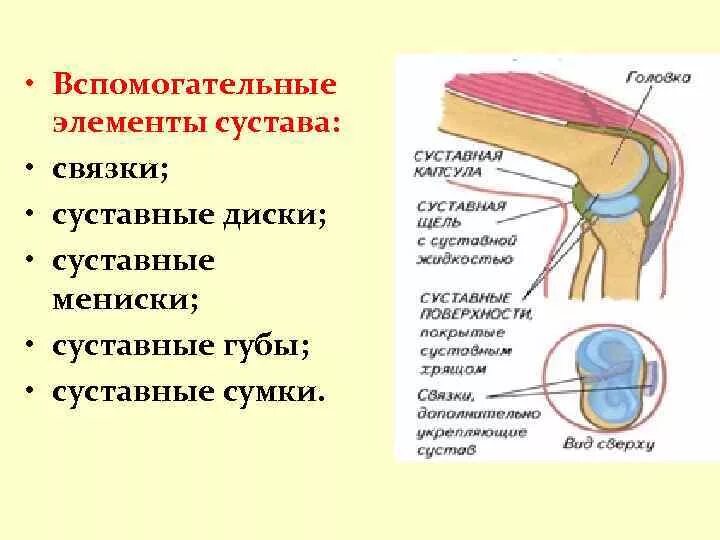 Какие структуры сустава. Элементы строения коленного сустава. Добавочные элементы сустава. Вспомогательные элементы коленного сустава. Вспомогательный добавочный аппарат сустава.