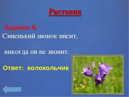 Колокольчик загадка