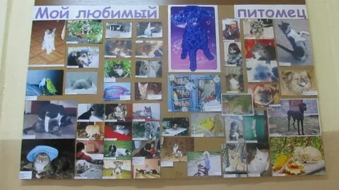Фотовыставка мой любимый питомец