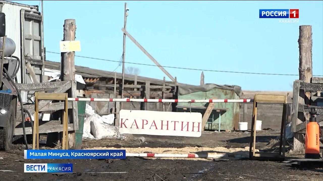 Африканская чума свиней. Чума клинические формы. Малая чума. Бубонная чума проявление. Ветеринарно-санитарное обследование лпх.