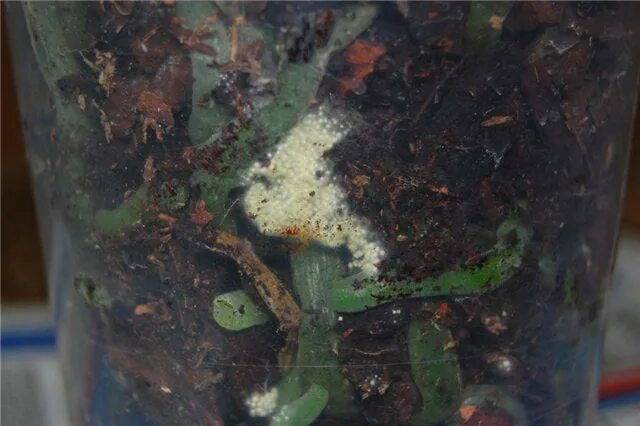 Фаленопсис триходерма. Камбрия белая плесень. Грибок на почве комнатных растений. Белый грибок в цветочных горшках. Плесень на земле в цветочных