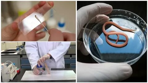 Тест гельминтозы