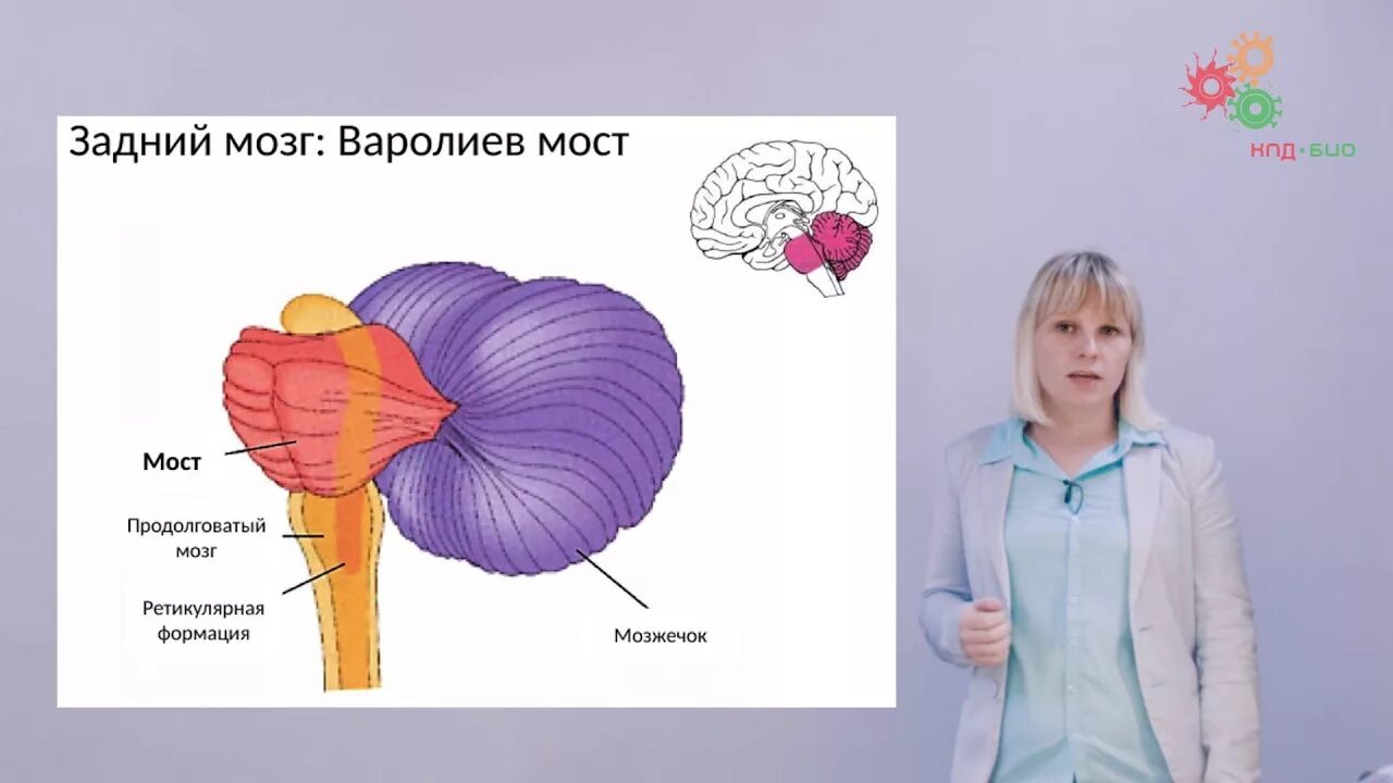 Задний мозг варолиев мост. Варолиев мост анатомия. Варолиев мост строение анатомия. Головной мозг варолиев мост.