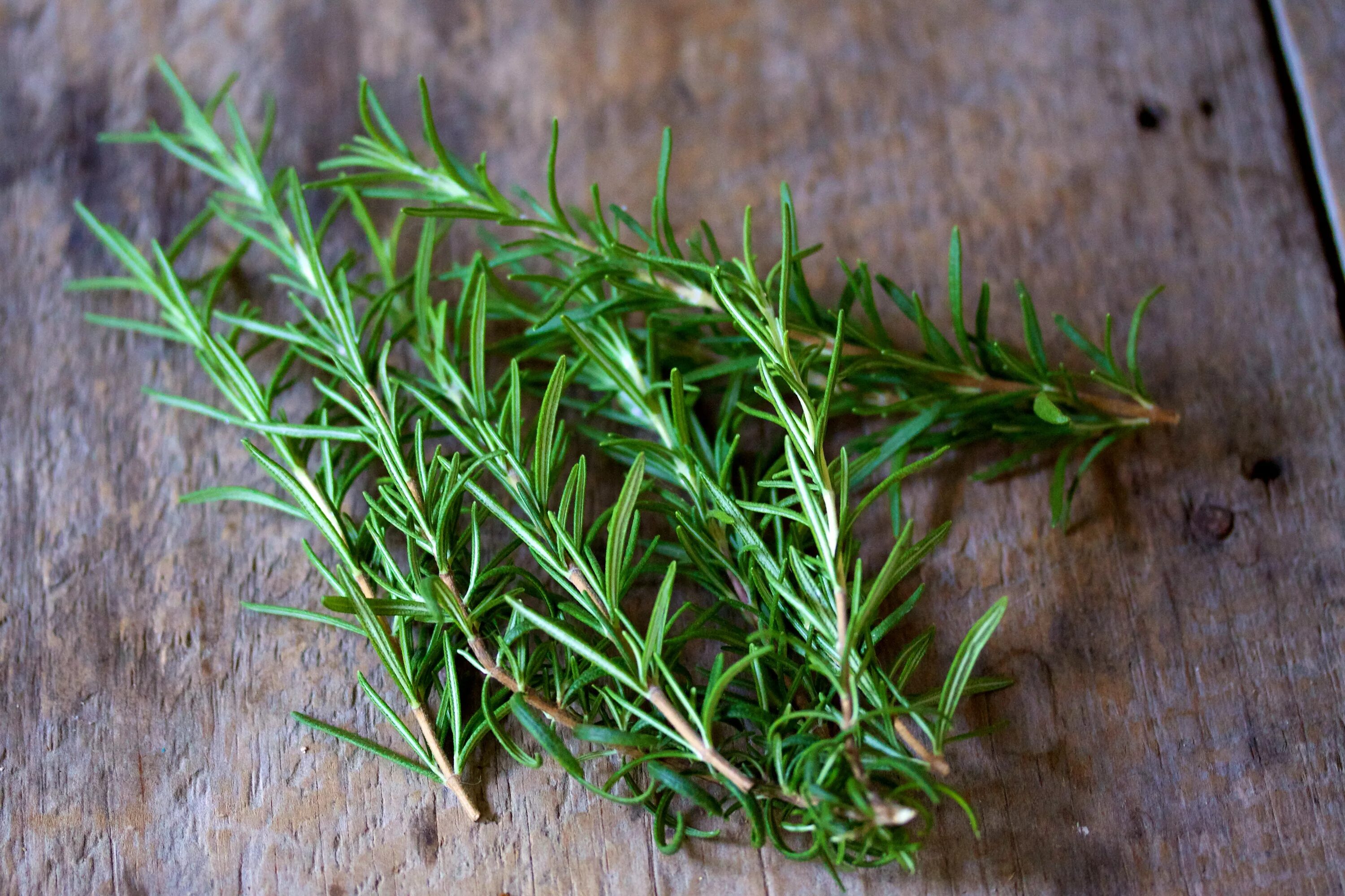 Розмарин растение. Пряная трава розмарин. Хвойный розмарин. Rosmarinus officinalis. Пряно пахло