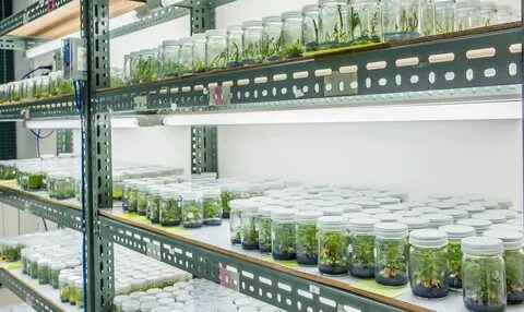 Plant culture
