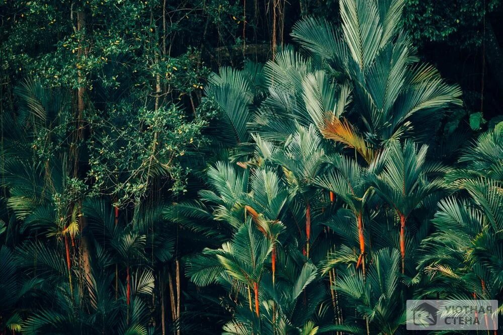 Тропикал Форест. Тропические растения. Тропический лес. Пальмы тропического леса.