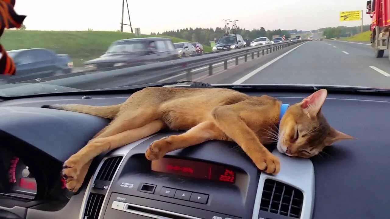 Коты ездят. Кошка в автомобиле. Котик на дороге. Кот едет за рулем. Кошка едет на машине.