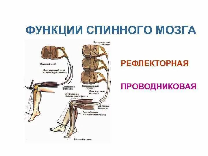 Какие 2 функции выполняет спинной мозг. Рефлекторная функция спинного мозга рефлекс. Рефлекторная и Проводящая функции спинного мозга. Рефлекторная функция спинного мозга осуществляется. Проводниковая функция спинного мозга схема.