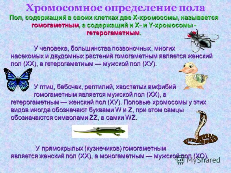 Презентация на тему: ""ПРИРОДА НАДЕЛИЛА ЧЕЛОВЕКА СТРЕМЛЕНИЕМ К ОБНАРУЖЕНИЮ ИСТИН