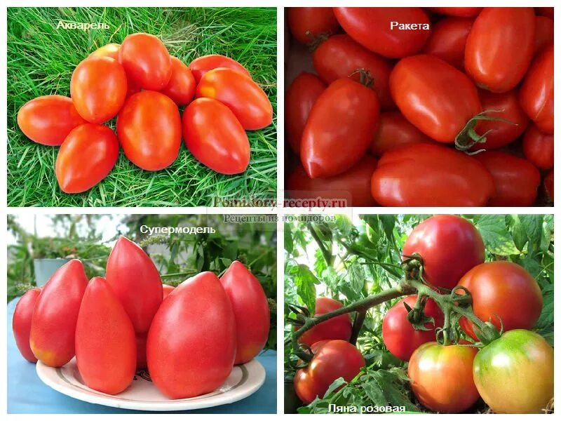 Низкорослые сорта томатов f1. Томат сибирский скороспелый семена. Томат тепличный крупноплодный. Суперурожайные томаты низкорослые. Лучшие сорта томатов для открытого грунта в сибири сибирский сад.