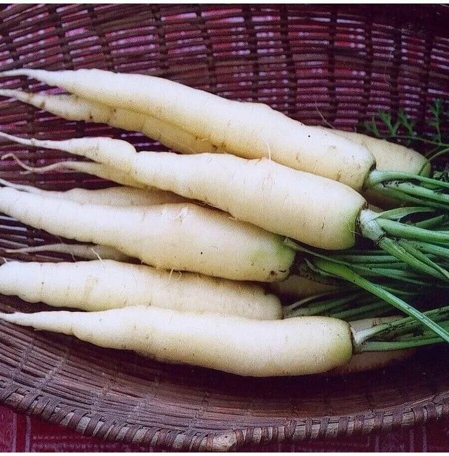 Существует ли овощи. Морковь чаровница сахарная. Морковь альбинос. Морковь белая Королева. Белая кормовая морковь.