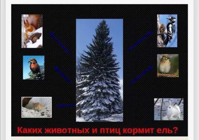 Невидимые нити ели. Связи в зимнем лесу. Невидимые нити в лесу. Связь между елью и лесными животными. Невидимая нить.