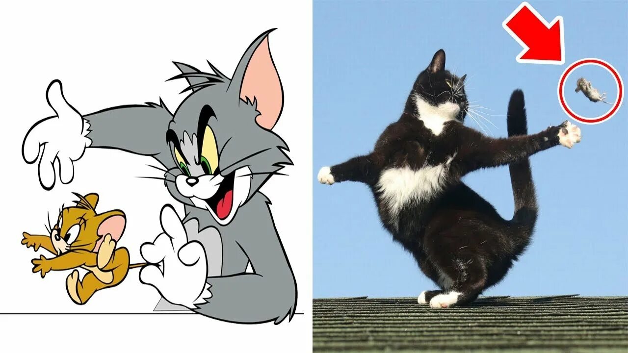 Поставь тома джерри. Том и Джерри в реальной жизни. Кот том в реальной жизни. Том в реальной жизни том и Джерри. Как выглядит том и Джерри.