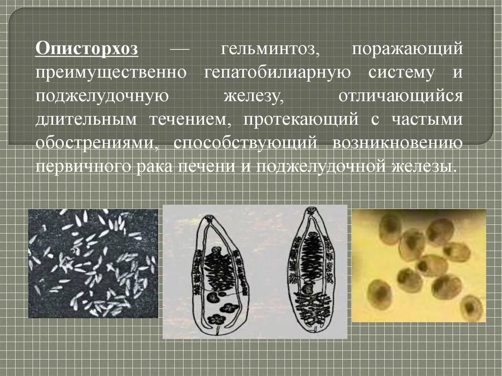 Описторхоз токсокароз. Описторхоз токсокароз. Описторхоз глистная инвазия. Описторхоз токсокароз. Токсокара взрослая особь.