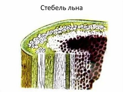 Стебли льна