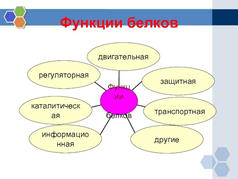 Функции белков 9 класс. Функции белка 10 класс биология. биологические функции белков. функции белков картинки. функции белков кластер.