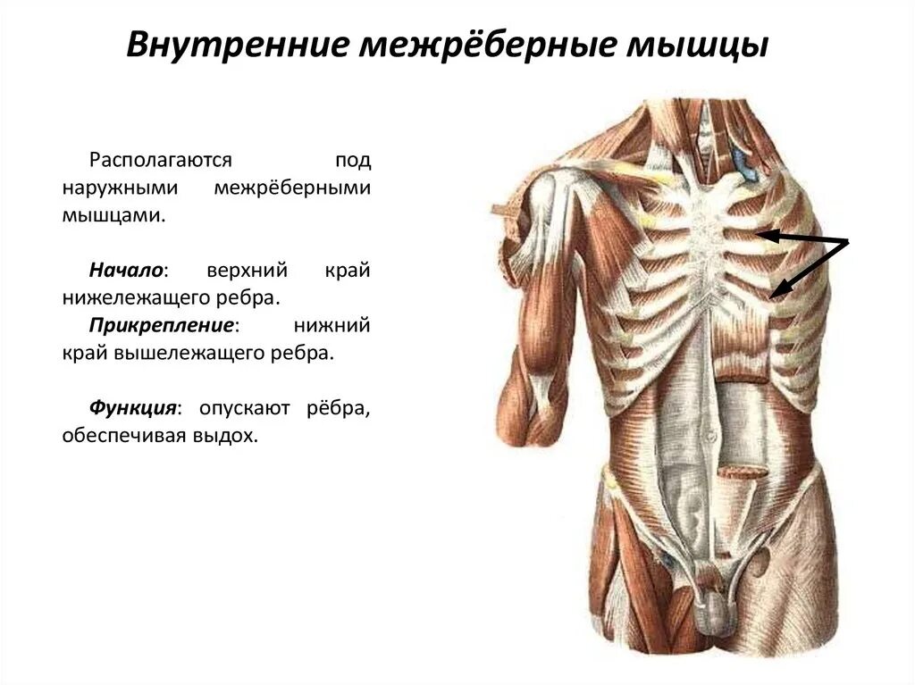 Опущенные ребра