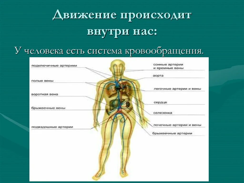 Какие движения происходят. Как осуществляется движение у человека. Движение совершается изнутри. Движение происходящее по желанию человека. Из чего состоит внутренняя опора человека.