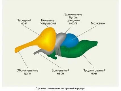 Интегрирующий отдел головного мозга у рептилий. Интегрирующий отдел головного мозга у рептилий