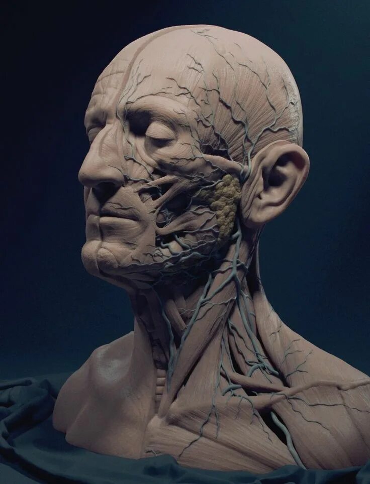 3d Male Face Muscles Anatomy with side views Stock Illustration Adobe Stock