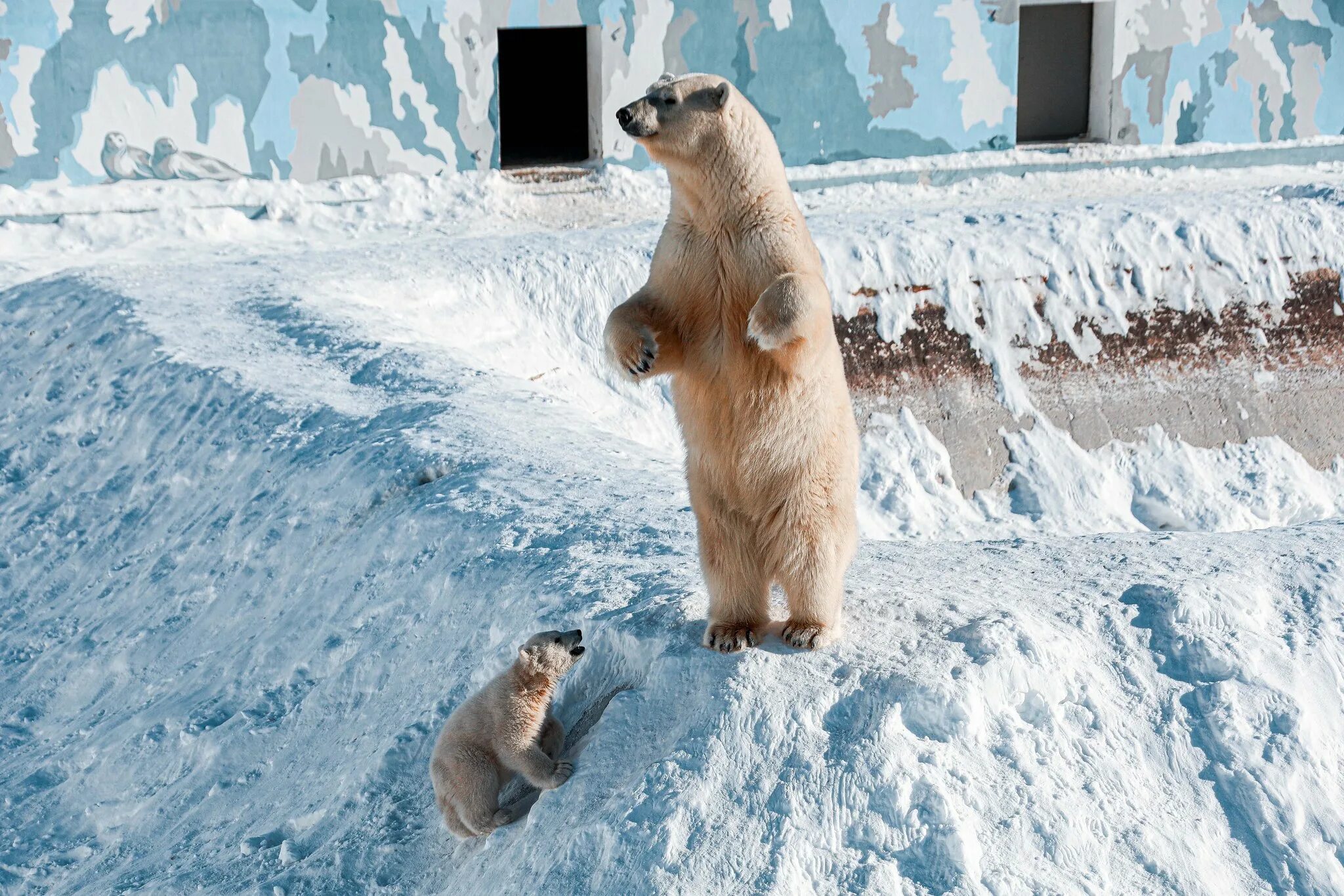 Зоопарк орто дойду в якутске фото. Зоопарк якутск. Республиканский зоопарк «орто дойду». Якутский зоопарк якутия. Зоопарк якутск.