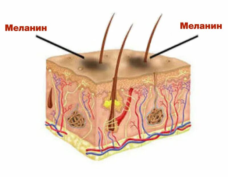 Меланин пигмент волос. Строение кожи меланин. Строение кожи меланин пигмент. Строение волоса пигмент меланин. Строение кожи человека меланоциты.