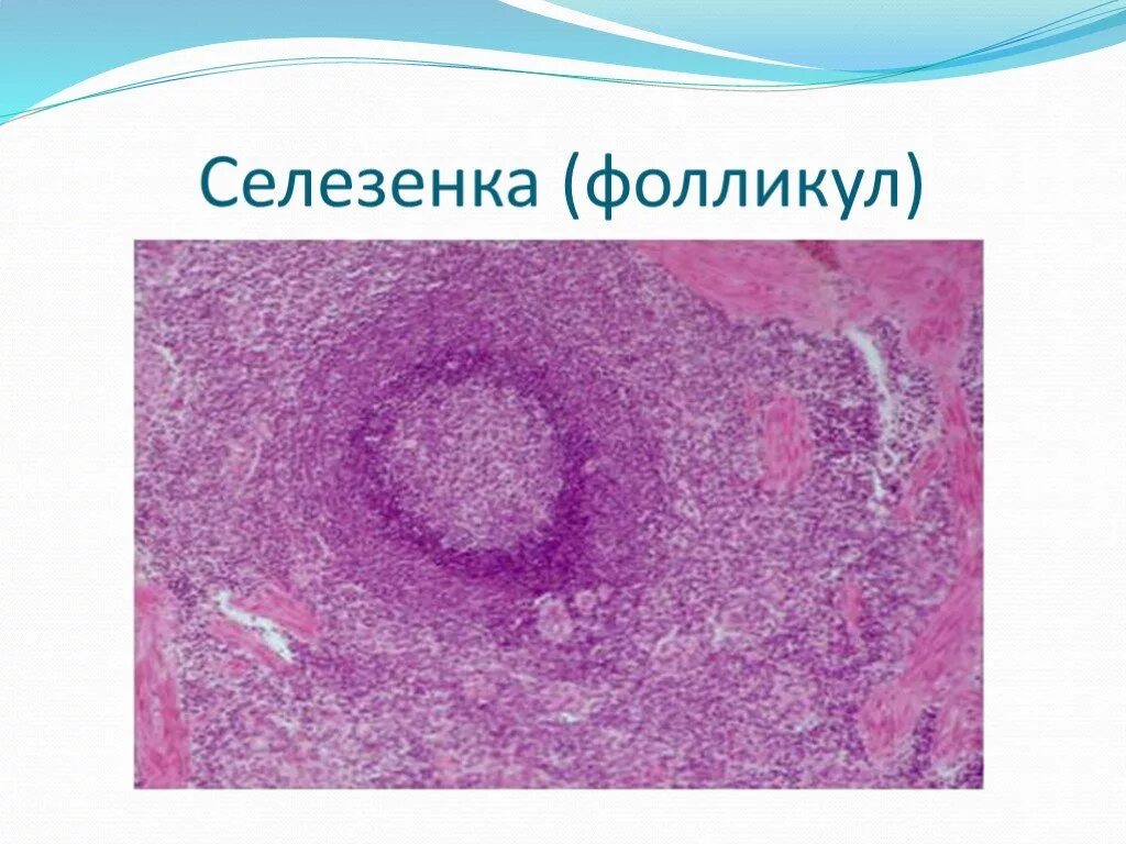 Строение лимфоидных узелков селезенки. Мантийная зона селезенки гистология. Лимфоидный фолликул селезенки гистология. Селезенка гистология препарат. Лимфатический фолликул гистология.