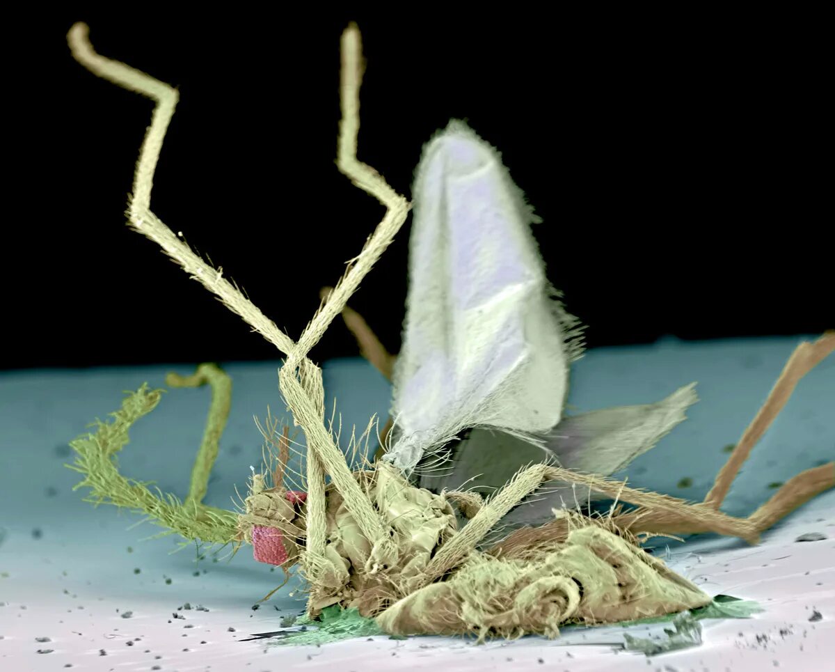 Мошка под микроскопом фото. Астраханская мошка под микроскопом. Астраханская мошкара под микроскопом. Мошка под микроскопом челюсти. Мошка гнус под микроскопом.