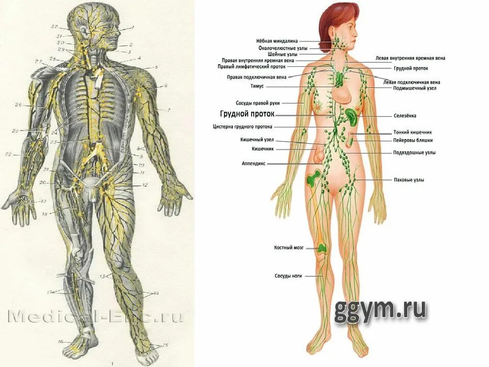 Лимфоузлы на теле женщины схема. Расположение лимфатической системы. Лимфатическая система человека схема движения лимфы узлы. Схема лимфатической системы человека рисунок. Лимфоузлы расположение схема атлас.