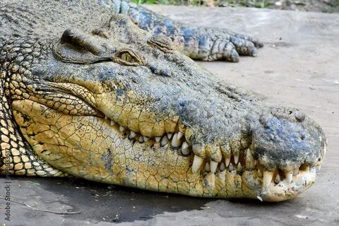 Составляющие крокодила