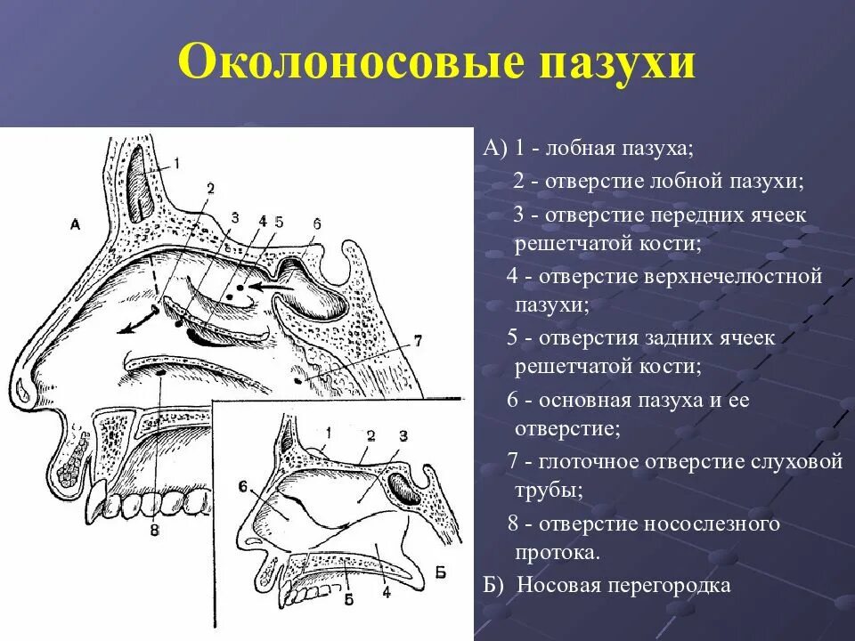 Пазухи носовой полости анатомия. Лобная пазуха топография. Пазухи воздухоносных костей: гайморова, лобная. Строение черепа лобная пазуха. Полость носа особенности строения