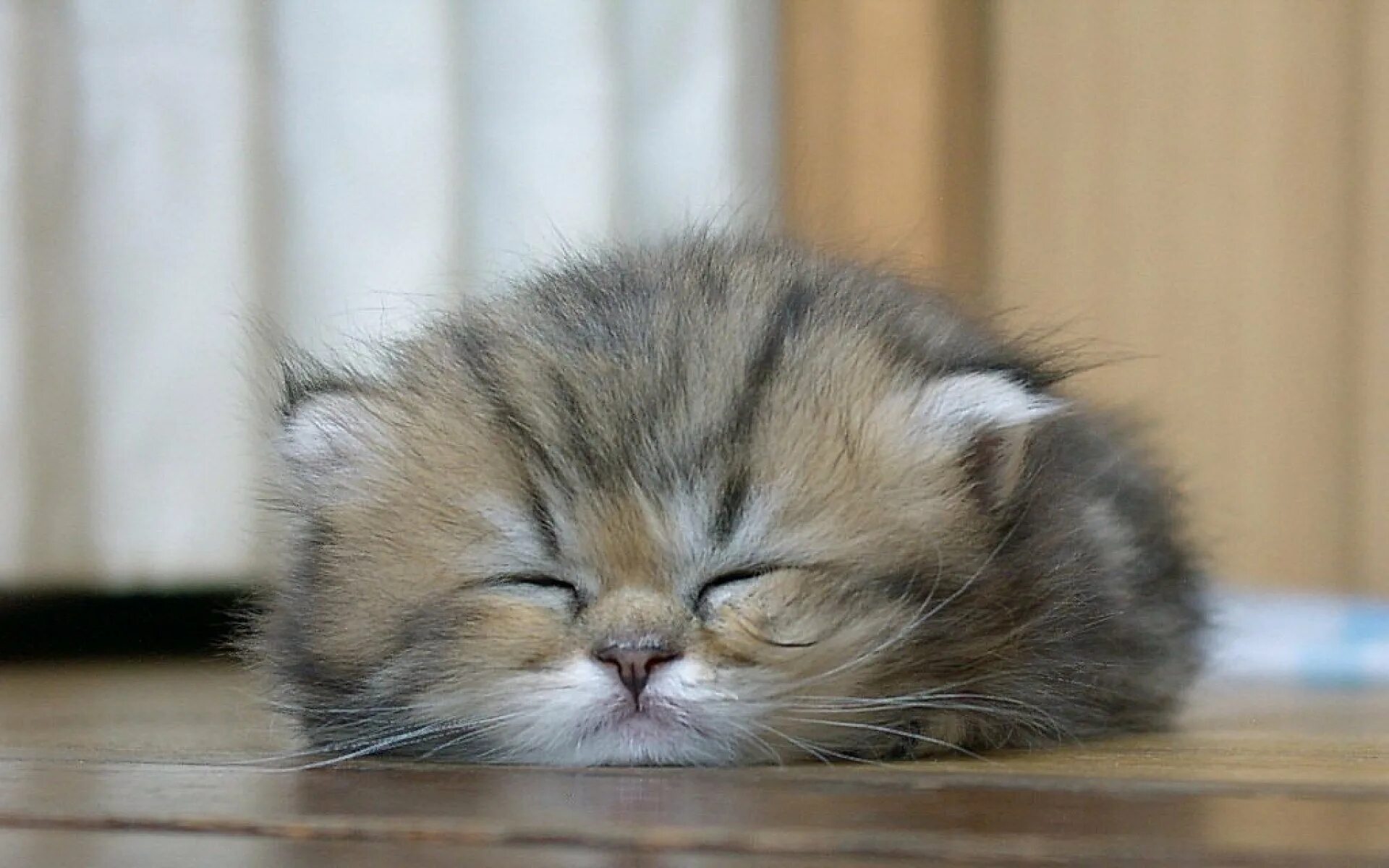 Скинь котенка. Спящие котята. Спящий котенок. Котята фото. Милые котики.