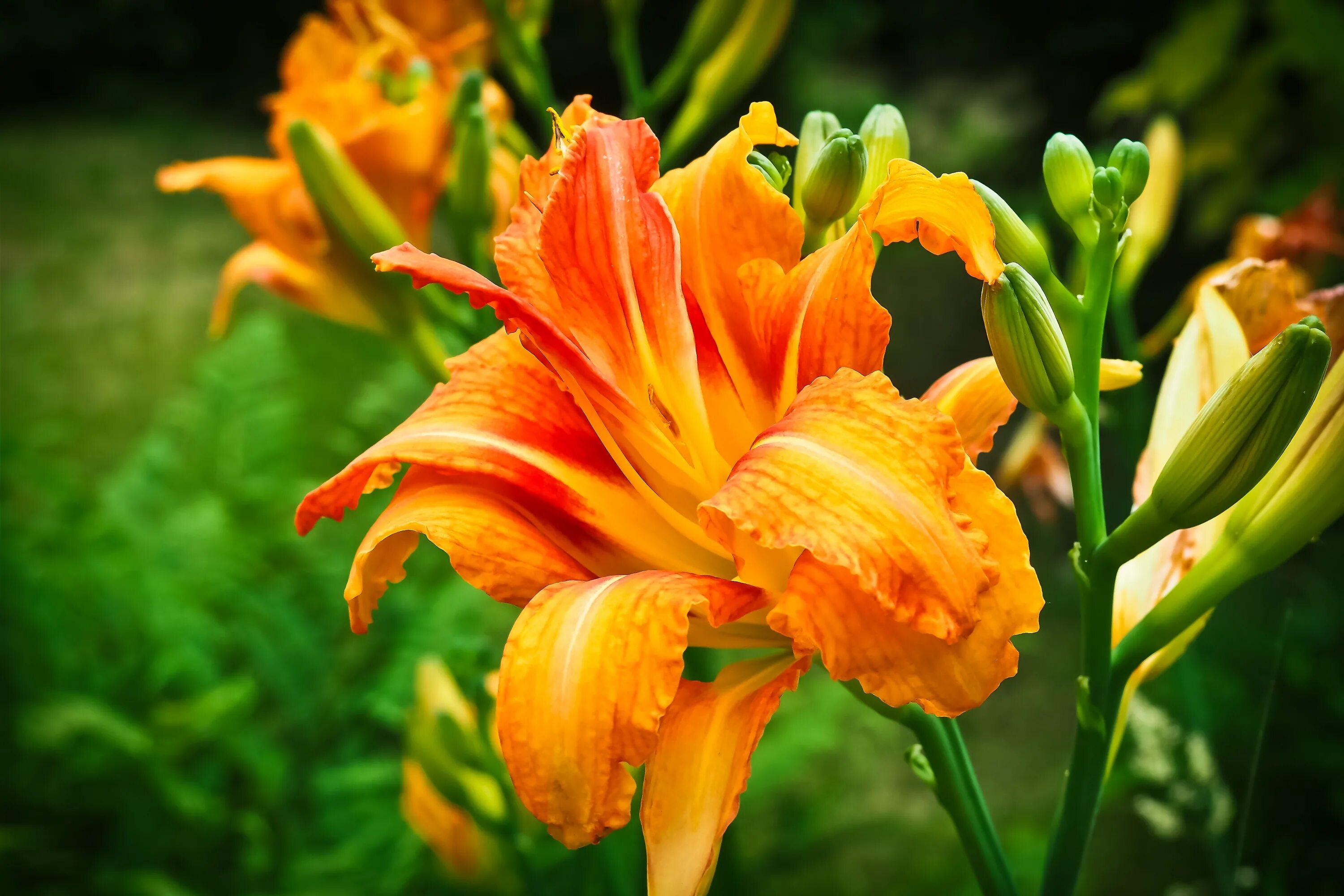 Лилейники цветущие все. Лилейник Hemerocallis Orange. Лилейник красоднев. Лилейник оранж Сити. Лилейники цветущие оранжевый.