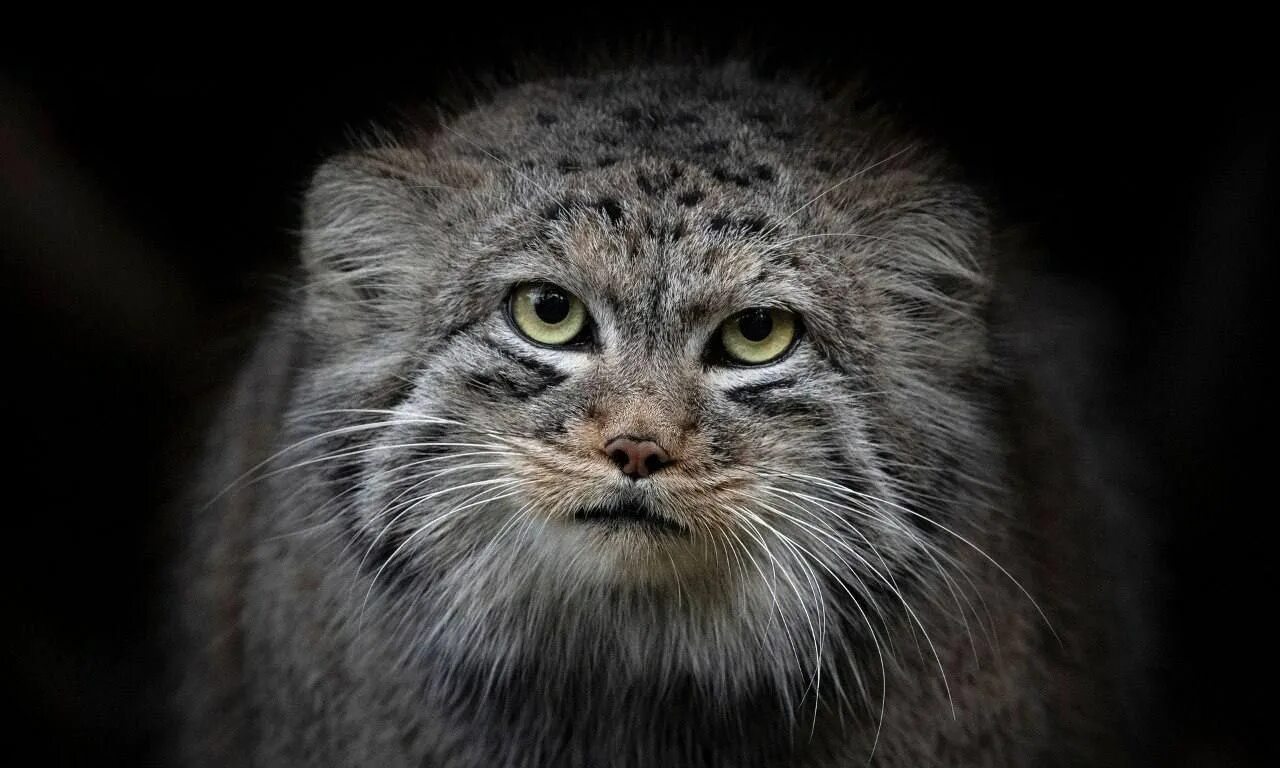 Pin by Linda Lou on Cats and Other Critters Rare cats, Manul cat, Pallas's cat