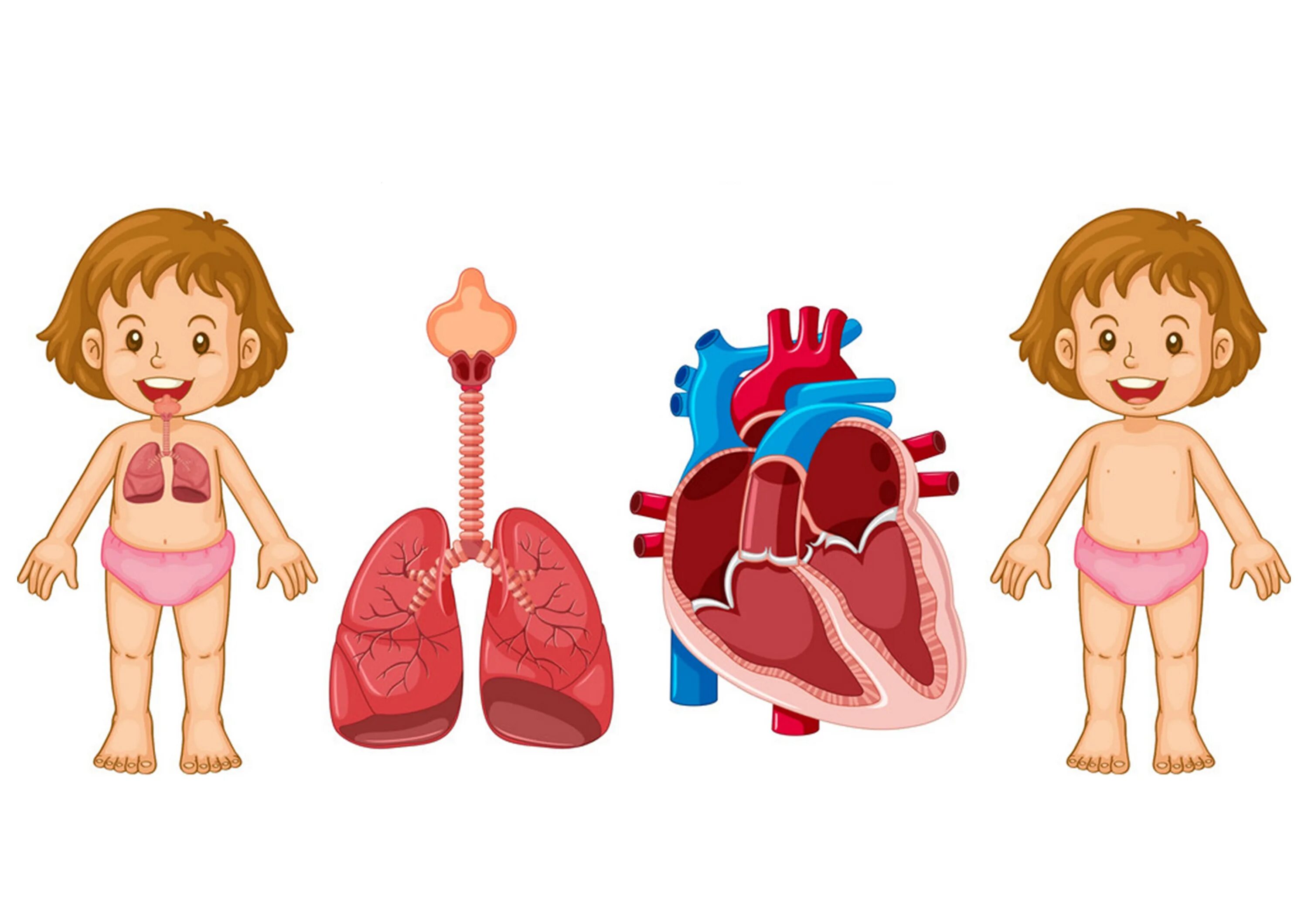 Легкие человека для детей. Анатомия для детей пищеварительная система. Система органов детей дошкольного возраста. Лимфатическая система у детей у детей. Афо органов дыхания и ссс у детей.