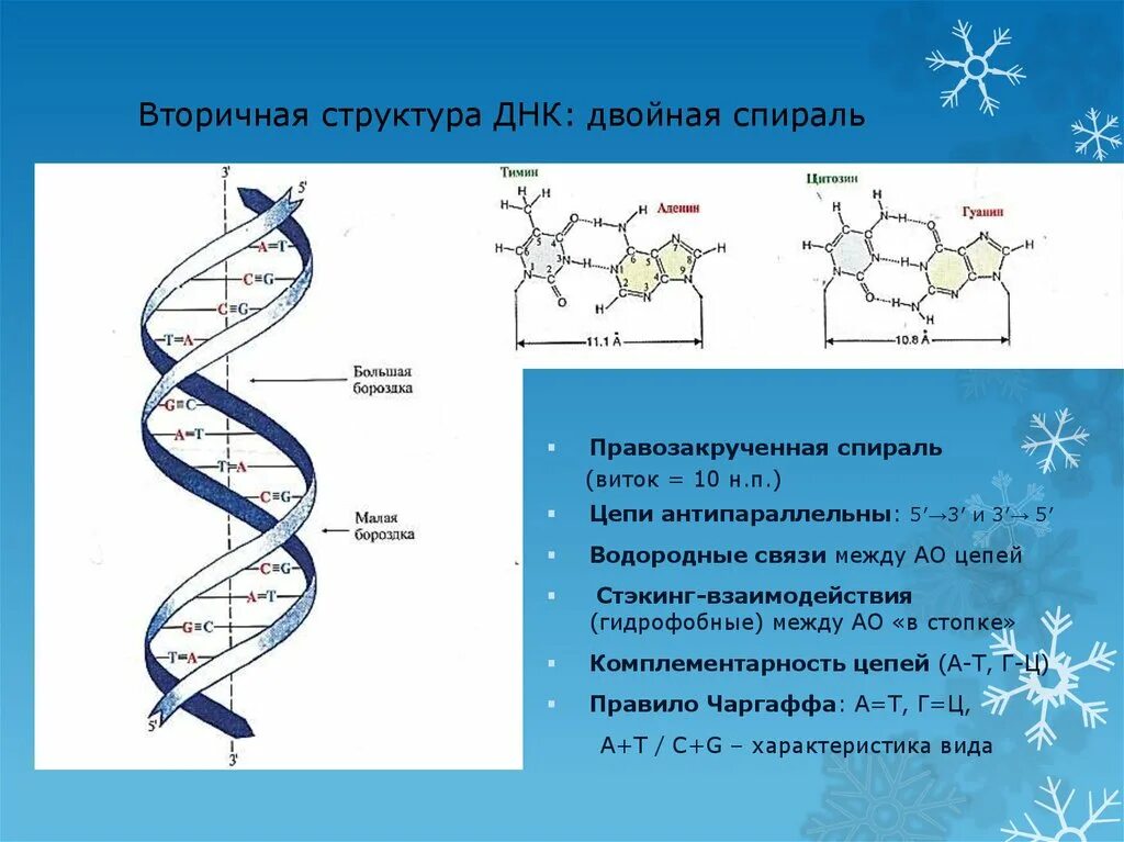 Вторичная цепь днк. Двойная спираль ДНК строение. Двойная спираль нуклеиновых кислот. Первичная структура ДНК двутяжевая спираль. Связи стабилизирующие первичную структуру ДНК.