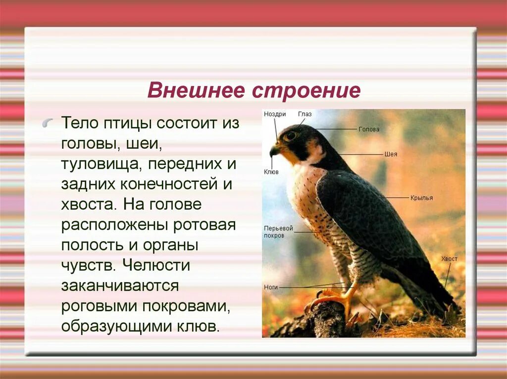 Внешнее строение птиц органы расположенные на голове. Внешнее строение птиц. строение птицы 7 класс. внешнее строение головы птицы. внешнее строение птиц 10 пунктов.