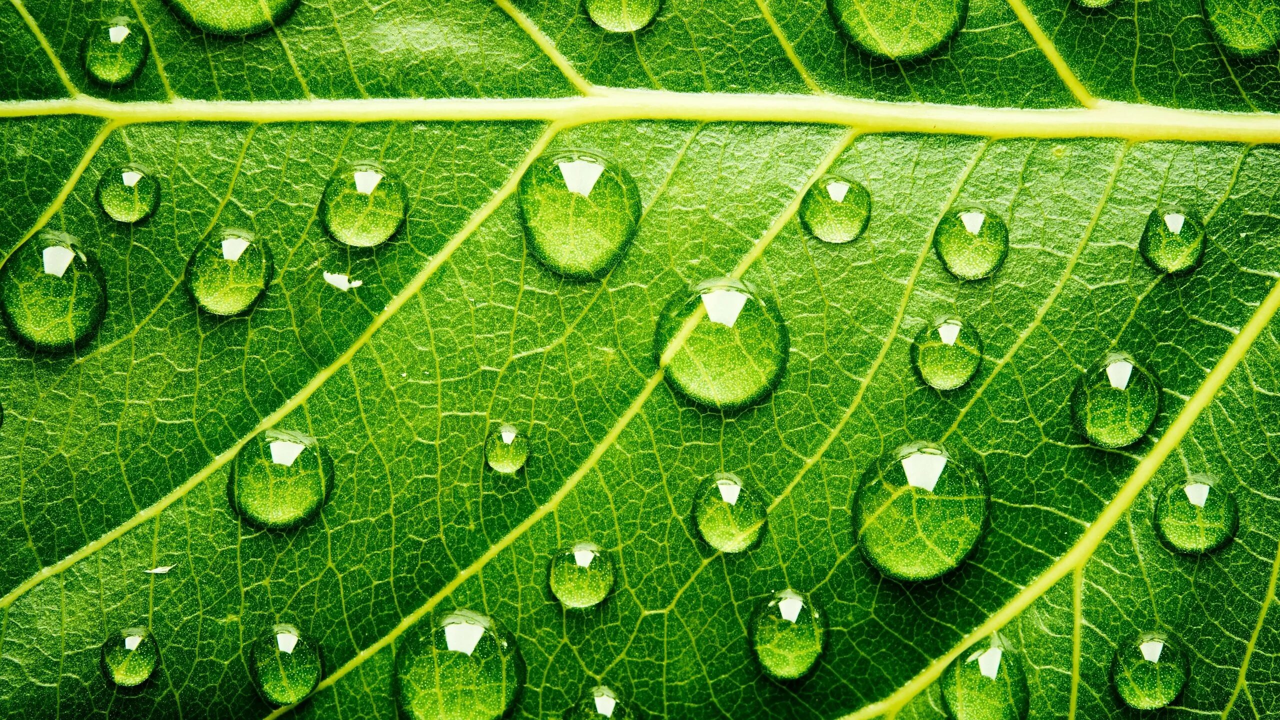 Хлорофитум щитовка. Листья комнатных растений и капли. Капли на комнатных растениях. Листья с каплями воды. Роса на растениях.