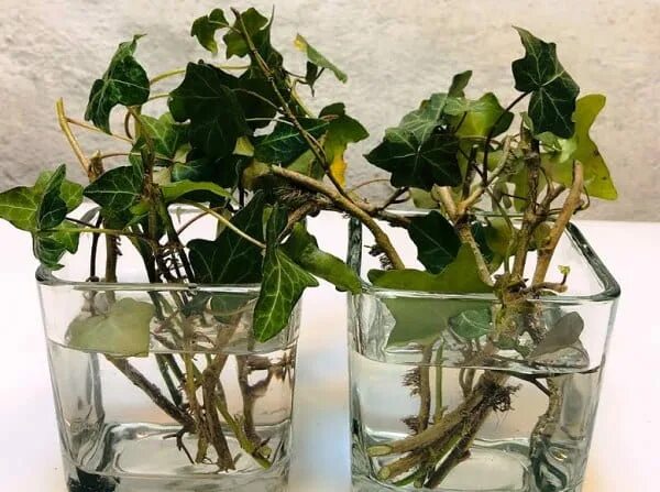 Как размножить плющ. Черенкование плюща. Плющ размножение черенками. Стеблевые черенки плющ. Стеблевые черенки плющ.