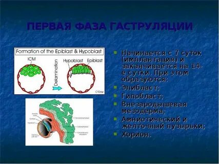 Гаструляция зародыша человека