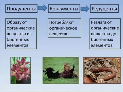 Редуценты разлагают органические вещества