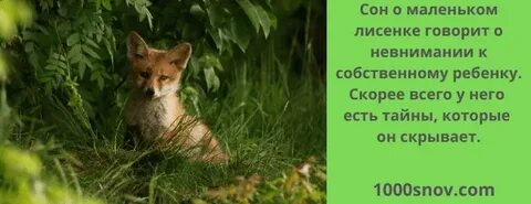 К чему снится лис женщине