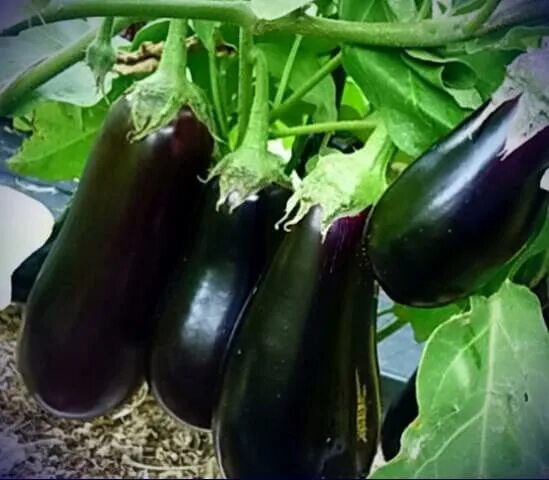 Баклажан индус описание сорта фото отзывы Баклажан Алешка F1 Premium Seeds (83733): купить семена почтой в России интернет