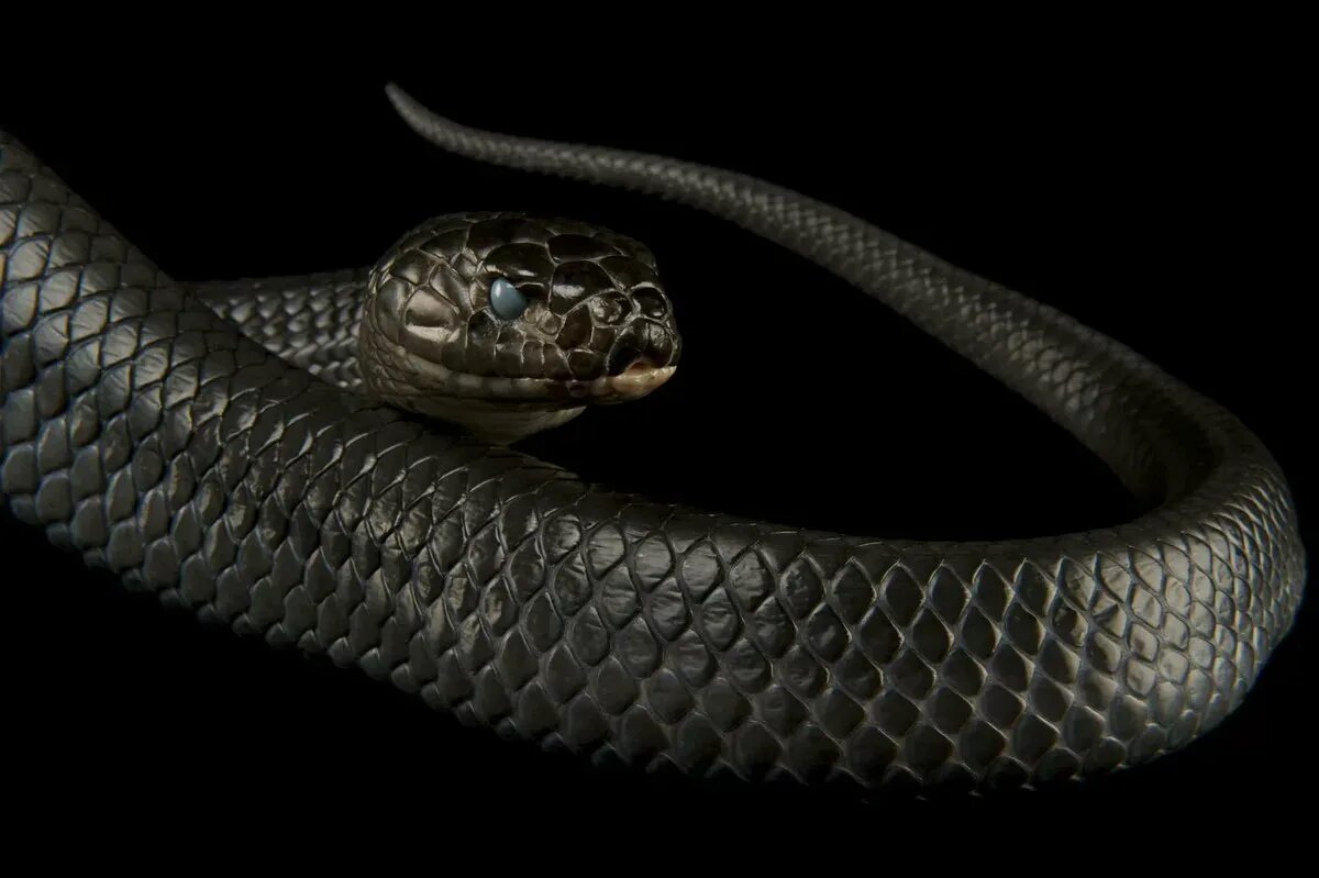 Тайпан глаза изумруды песня. Королевская Кобра черная змея. Ядовитая змея черная мамба. Черный Аспид змея. Чёрная мамба змея и гадюка.