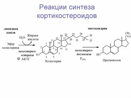 Гормоны реакции