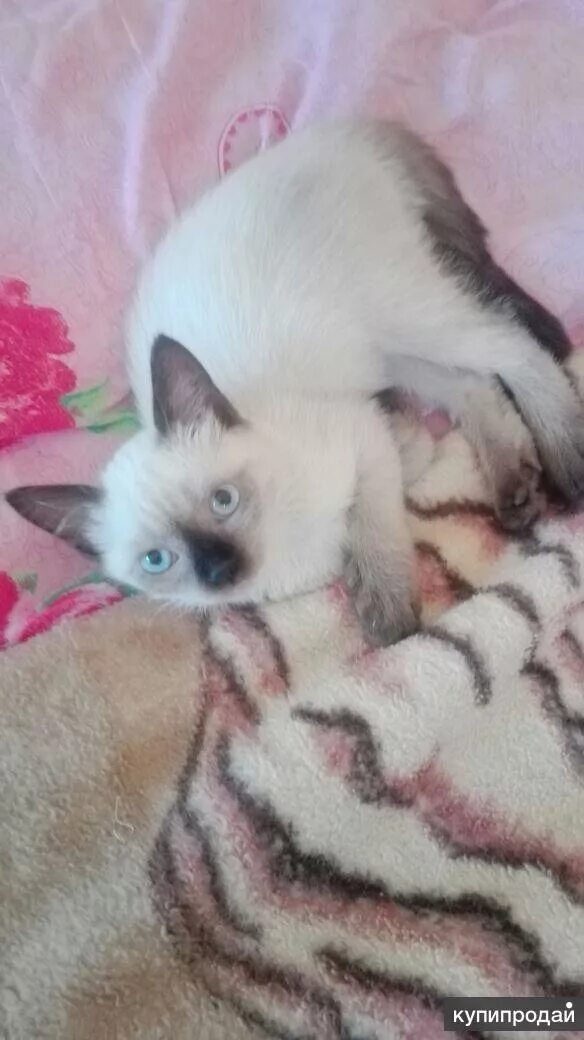 Авито ногинск котята. Отдам котенка сибирской породы. Сибирский кот метис. Сколько лет котёнку лайку. Авито ногинск котята.