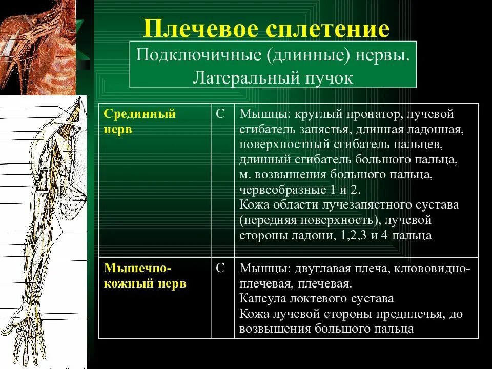 Периферические нервы и сплетения. Плечевое сплетение иннервация. Плечевое нервное сплетение схема. Нервы латерального пучка плечевого сплетения. Плечевое сплетение топографическая анатомия.