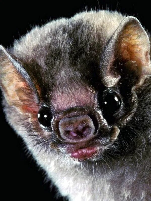 Pin on animal Cute bat, Animals, Cute