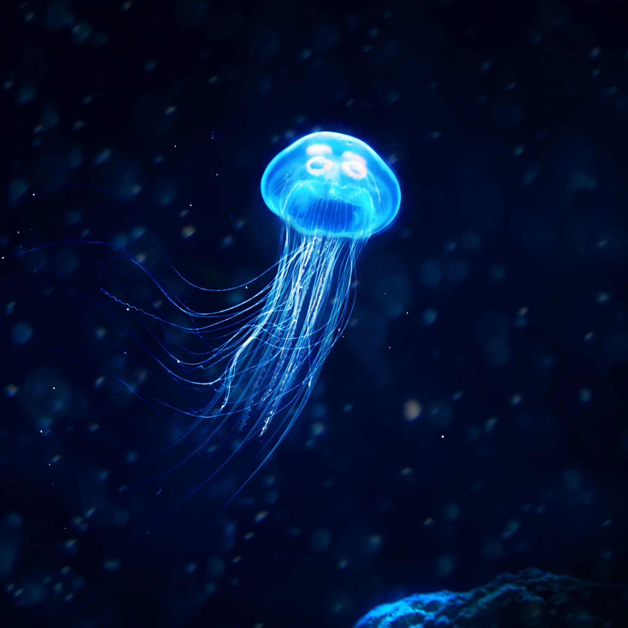 Джелли фиш медуза. Phyllorhiza punctata. Скорость медуз. Кубомедуза морская оса. Медуза (биология).