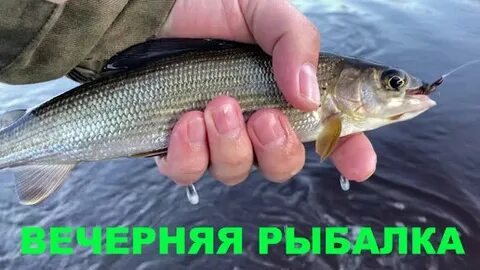 Хариус в августе на что ловить